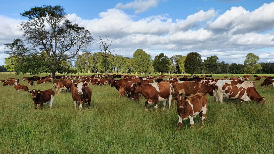 Regenerativo no es lo mismo que grass-fed: en qué se diferencian de verdad